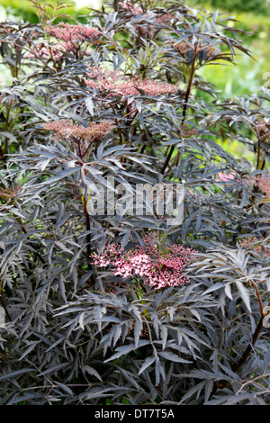 Sambucus nigra F. porfirophylla 'Evaa' aka Sambucus 'Black Lace'/ sambuco nero, che entra in fiore, molto profondamente dissezionati foglie porpora-nero Foto Stock