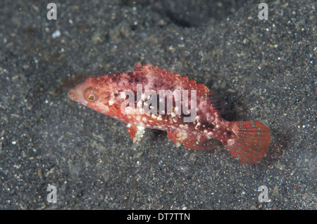 Due spot Wrasse (Oxycheilinus bimaculatus) capretti nuoto su sabbia nera stretto di Lembeh Sulawesi Sunda Islands Indonesia Foto Stock