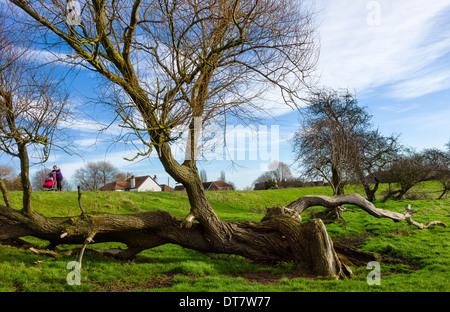 Unidentified donna cammina lungo la sponda del fiume scafo su una fine inverno di mattina vicino a Beverley, Yorkshire, Regno Unito. Foto Stock