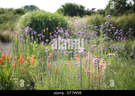 Verbena bonariensis Foto Stock