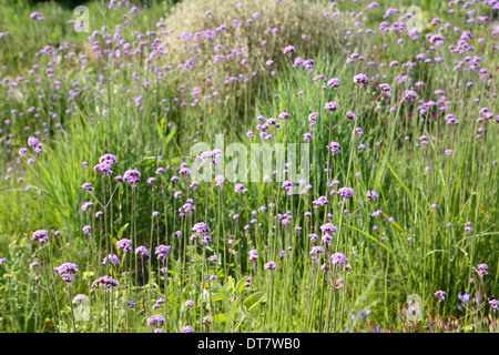 Verbena bonariensis, in erba lunga Foto Stock