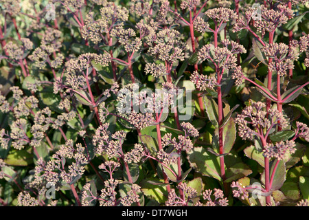 Hylotephium 'Matrona' / Sedum 'Matrona', stonecrop - grappoli densi di fiori rosa pallido, grandi, ovate foglie grigio-verde tinta viola Foto Stock