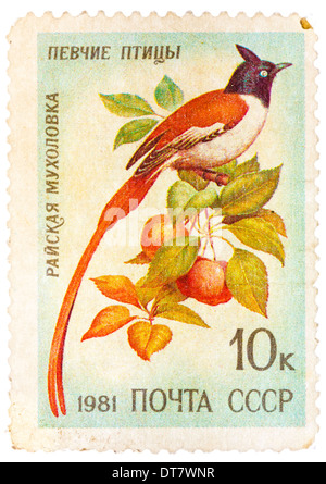 Unione Sovietica - circa 1981: timbro stampato in URSS, mostra Terpsiphone paradisi, serie canzone uccelli, circa 1981 Foto Stock