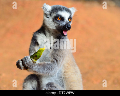 Anello lemure codato mangiare mango Foto Stock