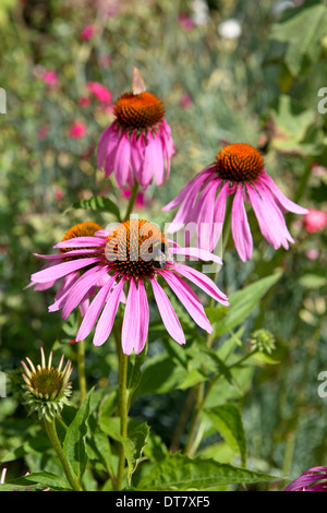 Echinacea purpurea / viola fiore a cono Foto Stock