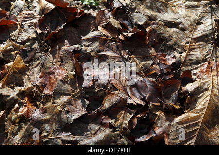 Tappeto di caduto foglie di autunno - Foresta di bere, South Hampshire, Inghilterra, Regno Unito Foto Stock