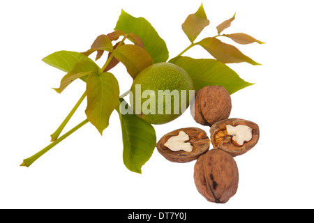 Noce fresche foglie e isolato su uno sfondo bianco Foto Stock