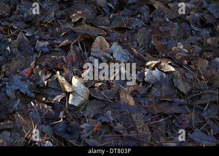 Tappeto di foglie cadute - Foresta di bere, South Hampshire, Inghilterra, Regno Unito Foto Stock