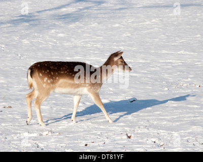 Un cervo femmina cerca di cibo nella neve. Foto Stock
