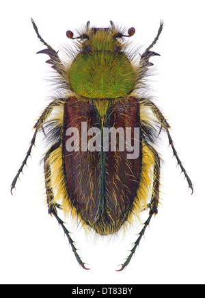 Bumblebee scarabeo scarabeo (Pygopleurus foina, Glaphyridae) Foto Stock