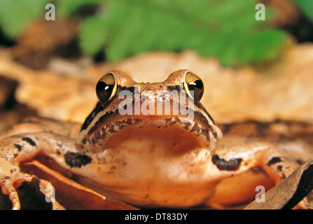 Rana agile (Rana dalmatina) closeup Foto Stock