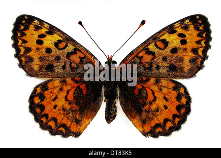 Lesser Spotted Fritillary (Melitaea trivia), femmina, isolate su uno sfondo bianco Foto Stock