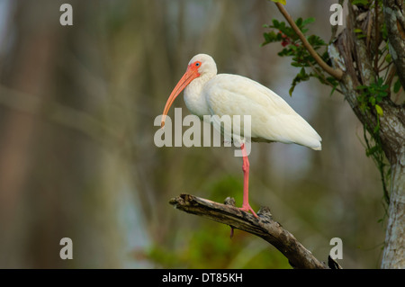 Bianco (Ibis Eudocimus albus) arroccato nella struttura ad albero, Arthur R Marshall National Wildlife Reserve, Loxahatchee, Florida. Foto Stock