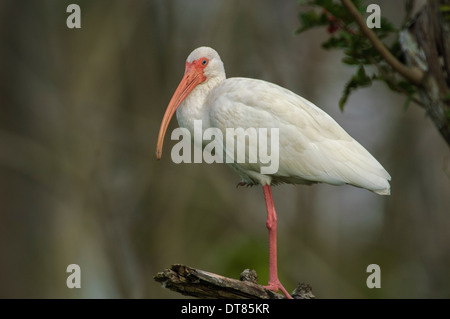 Bianco (Ibis Eudocimus albus) arroccato nella struttura ad albero, Arthur R Marshall National Wildlife Reserve, Loxahatchee, Florida. Foto Stock