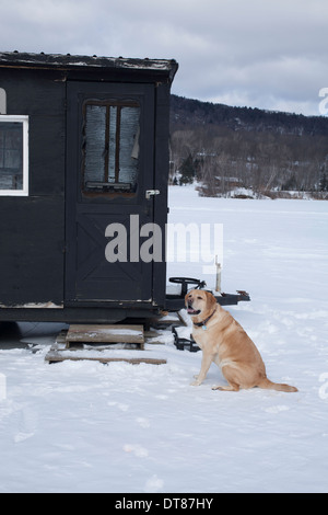 Un Golden Labrador retriever obbediente attende il suo padrone a venire alla Capanna di pesca su un congelati New England pond. Foto Stock