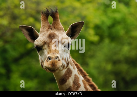 Primo piano ritratto della giraffa di Rothschild Foto Stock