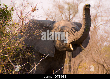 Elephant prendendo il profumo Foto Stock