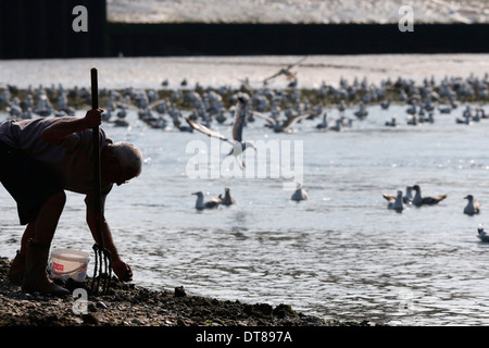 La raccolta di molluschi e crostacei con la bassa marea. Foto Stock