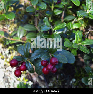 Ripe rosso cowberry close up. Mature cowberry crescente nel bosco su un sfondo di muschio Foto Stock