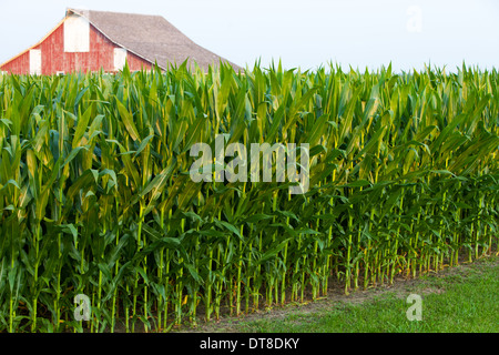 Un alto campo di mais in Central Illinois. Foto Stock