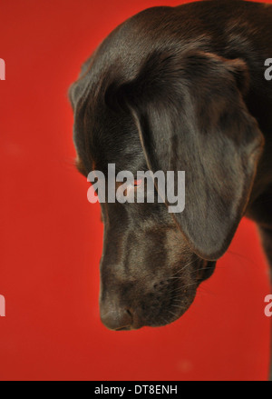 cane che guarda Foto Stock