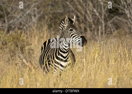 La Burchell zebra, Equus burchelli, Madikwe Game Reserve, Sud Africa Foto Stock