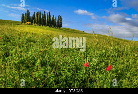 Boschetto di cipressi nei campi di grano e fiori di campo nei pressi di San Quirico, Toscana, Italia Foto Stock