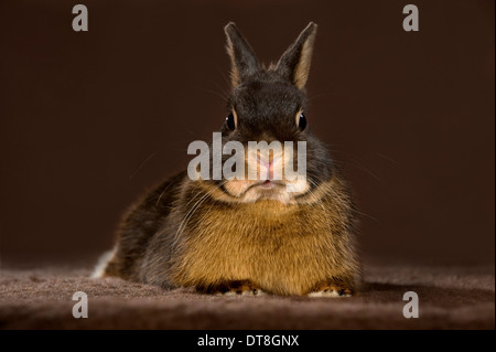 Coniglio nano, Netherland Dwarf un nero-e-tan adulto contro uno sfondo nero Foto Stock