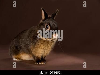 Coniglio nano, Netherland Dwarf un nero-e-tan adulto contro uno sfondo nero Foto Stock