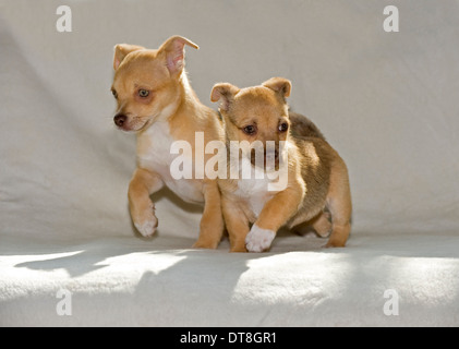 Chihuahua-Mix due cuccioli a camminare su una coperta Foto Stock
