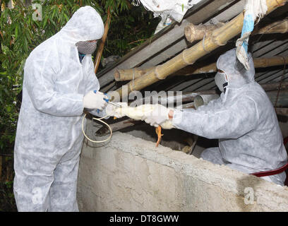 Hanoi, Vietnam. 12 feb 2014. Prevenzione epidemia i membri dello staff di iniettare un anatra con influenza aviaria vaccino ad una fattoria in Trieu figlio, provincia di Quang Tri, Vietnam, Feb 12, 2014. La provincia centrale di Quang Tri è di attuare una serie di misure volte a impedire la diffusione dell influenza aviaria. Credito: VNA/Xinhua/Alamy Live News Foto Stock