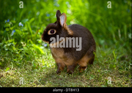 Coniglio nano, Netherland Dwarf un nero-e-tan adulto su un prato Foto Stock