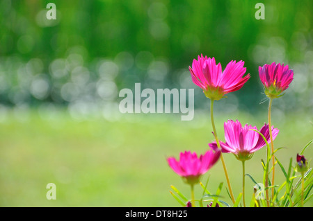 Colore rosa margherite nel campo di erba con sfondo verde Foto Stock