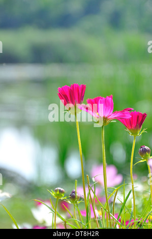 Colore rosa margherite nel campo di erba con sfondo verde Foto Stock