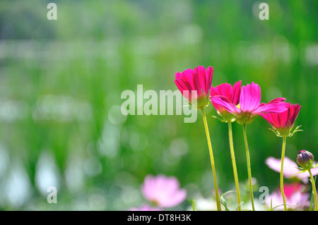 Colore rosa margherite nel campo di erba con sfondo verde Foto Stock