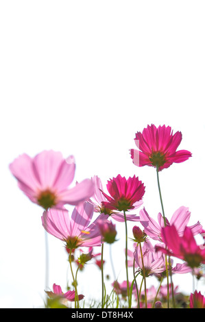 Colore rosa margherite nel campo di erba con sfondo bianco Foto Stock