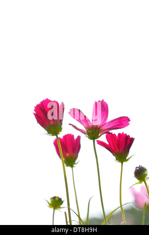 Colore rosa margherite nel campo di erba con sfondo bianco Foto Stock