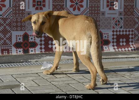 I cani randagi in Russkiy Dom complesso di appartamenti al di fuori dello sport bar dove gli ospiti possono avere la loro colazione - Sochi - Russia Foto Stock