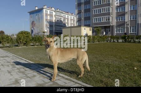 I cani randagi in Russkiy Dom complesso di appartamenti - Sochi - Russia Foto Stock