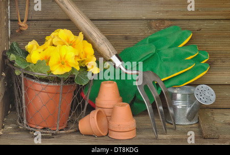 Accessori per il giardinaggio e primule in vaso in una cassa di legno Foto Stock