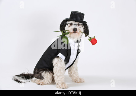 Mixed-razza cane adulto vestito con uno smoking, indossando un tophat e una rosa rossa nel suo muso, seduta Studio immagine contro un bianco Foto Stock