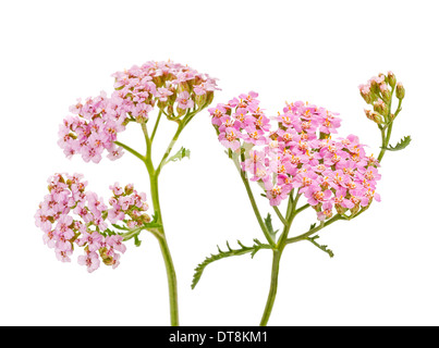 Yarrow isolati su sfondo bianco Foto Stock