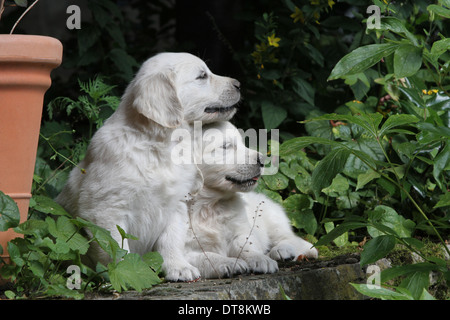 Il Golden Retriever due cuccioli (7 settimane di età) giacenti in un giardino Foto Stock