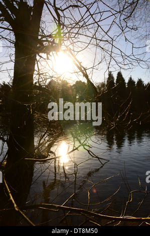 SILHOUETTE ad albero con acqua e luce del sole sullo sfondo Foto Stock