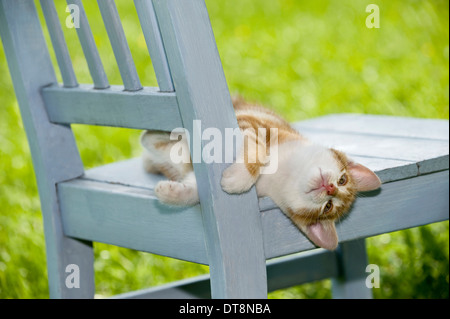 Il gatto domestico. Kitten (9 settimane di età) su una sedia blu Foto Stock