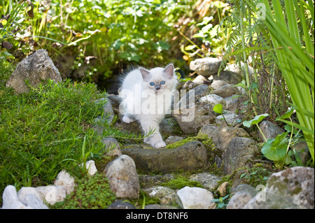 Sacred Birman. Kitten (blu-point, 9 settimane) a camminare su una scalinata di pietra in un giardino Foto Stock