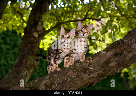 Bengalkatze Zwei Kaetzchen (10 Wochen alt, Weibchen und Kater, Zeichnung: marmorizzato und Rosetten) in einem Baum Gesperrt fuer due Foto Stock