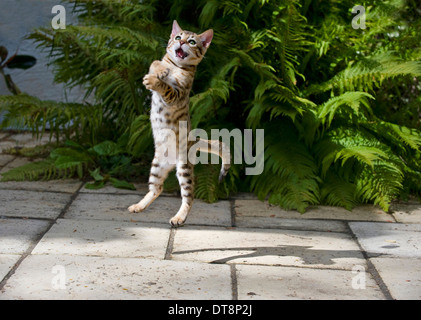 Gatto bengala gattino (10 settimane di età) saltando in preda Foto Stock