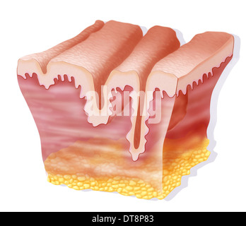 Ruga, disegno Foto Stock