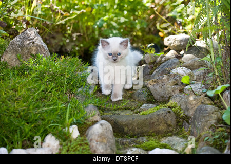 Sacred Birman Kitten (blu-point, 9 settimane) a camminare su una scalinata di pietra in un giardino Foto Stock